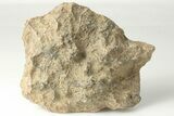 Polished Fossil Coral (Actinocyathus) Head - Morocco #202538-1